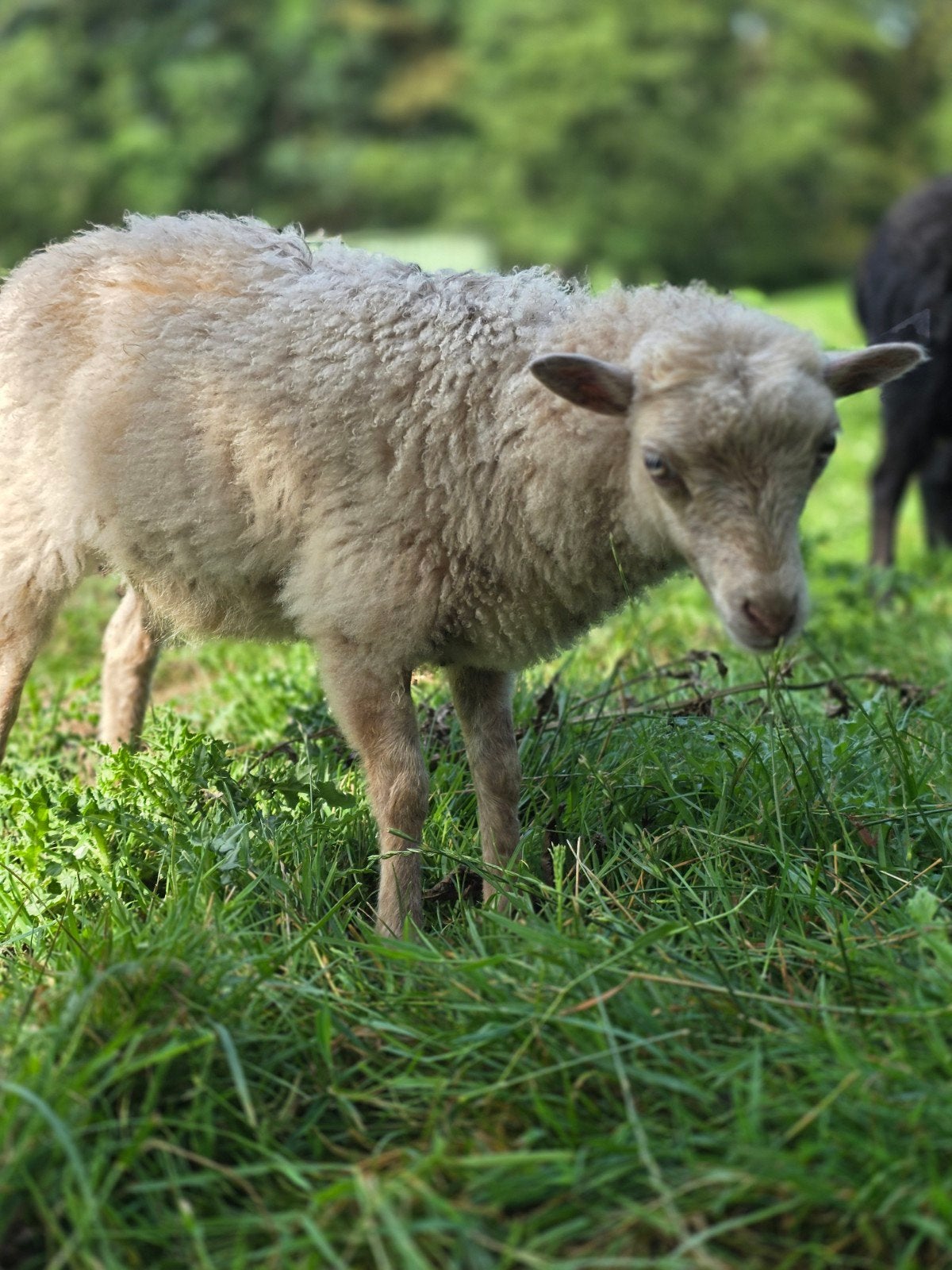 Ouessant ooitjes te koop, Dieren en Toebehoren