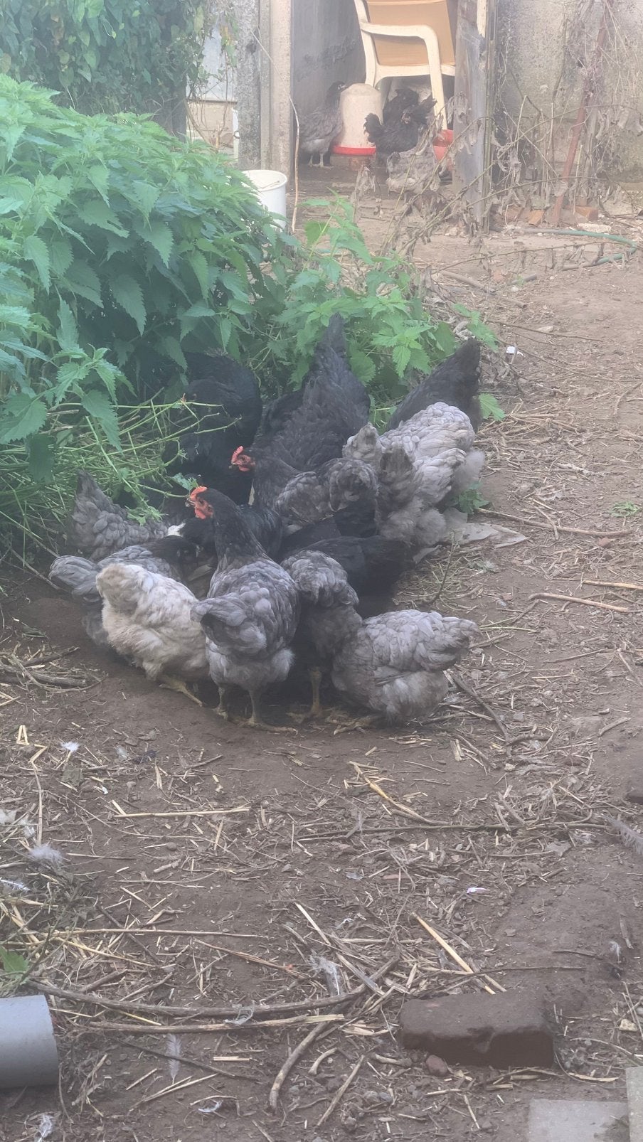 Jersey giant haantjes, Dieren en Toebehoren, Mannelijk, Kip