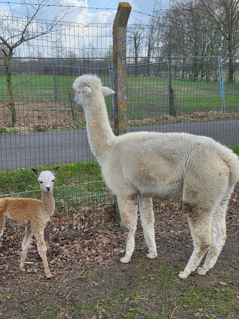 Alpaca met merrieveulen aan de voet., Dieren en Toebehoren, Juni, Vrouwelijk