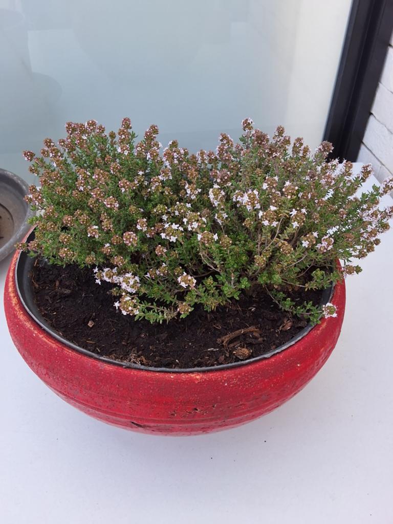 thym dans une poterie rouge en cache-pot, Enlèvement