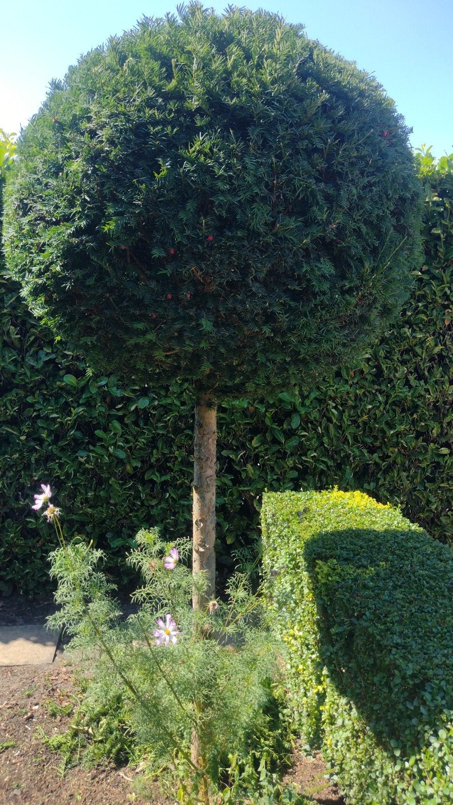 TAXUSBOLLEN OP STAM, Tuin en Terras, Ophalen