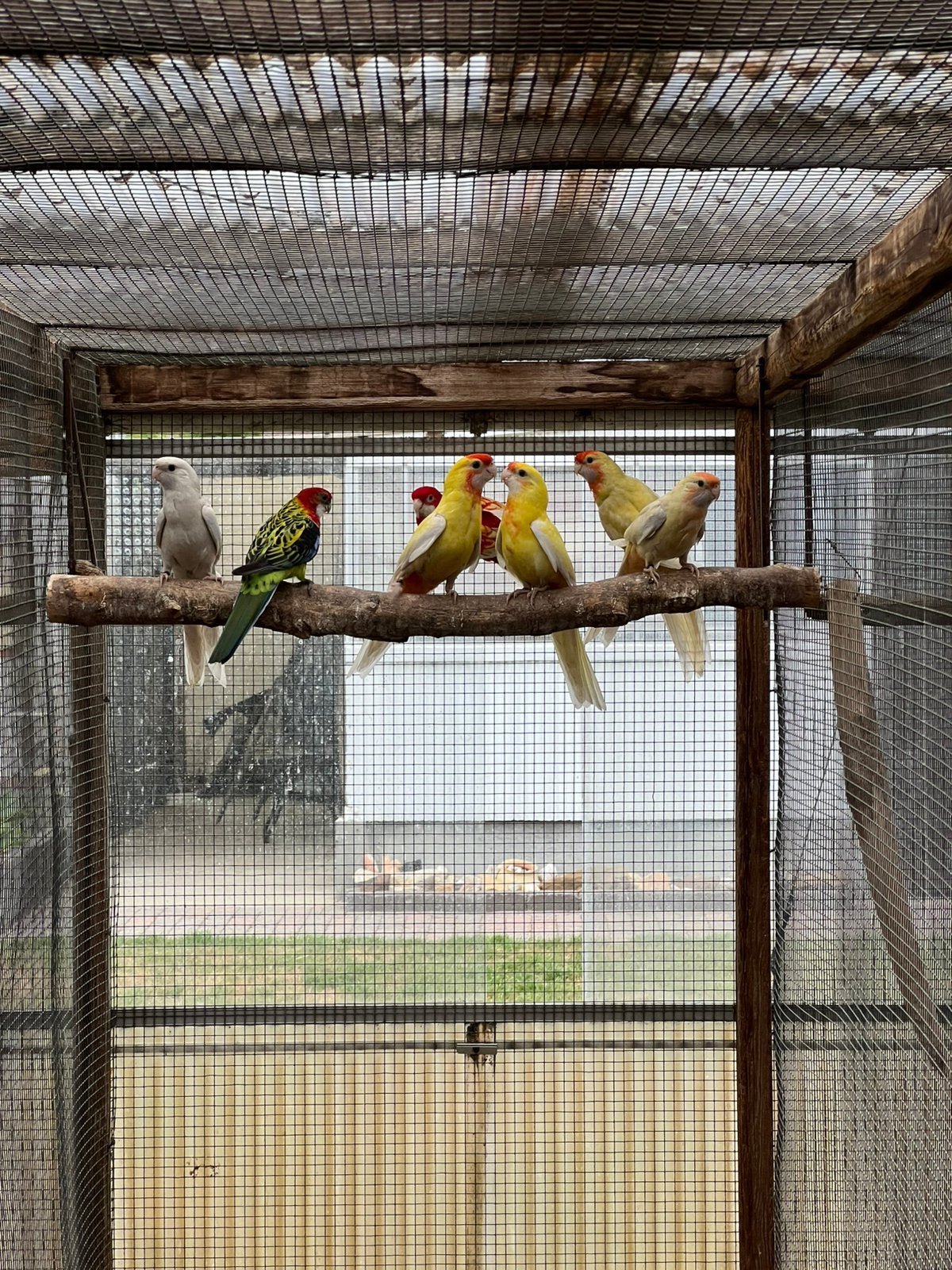 Onverwante kweekkoppels Pennant rosella parkieten, Plusieurs animaux, Perruche, Bagué