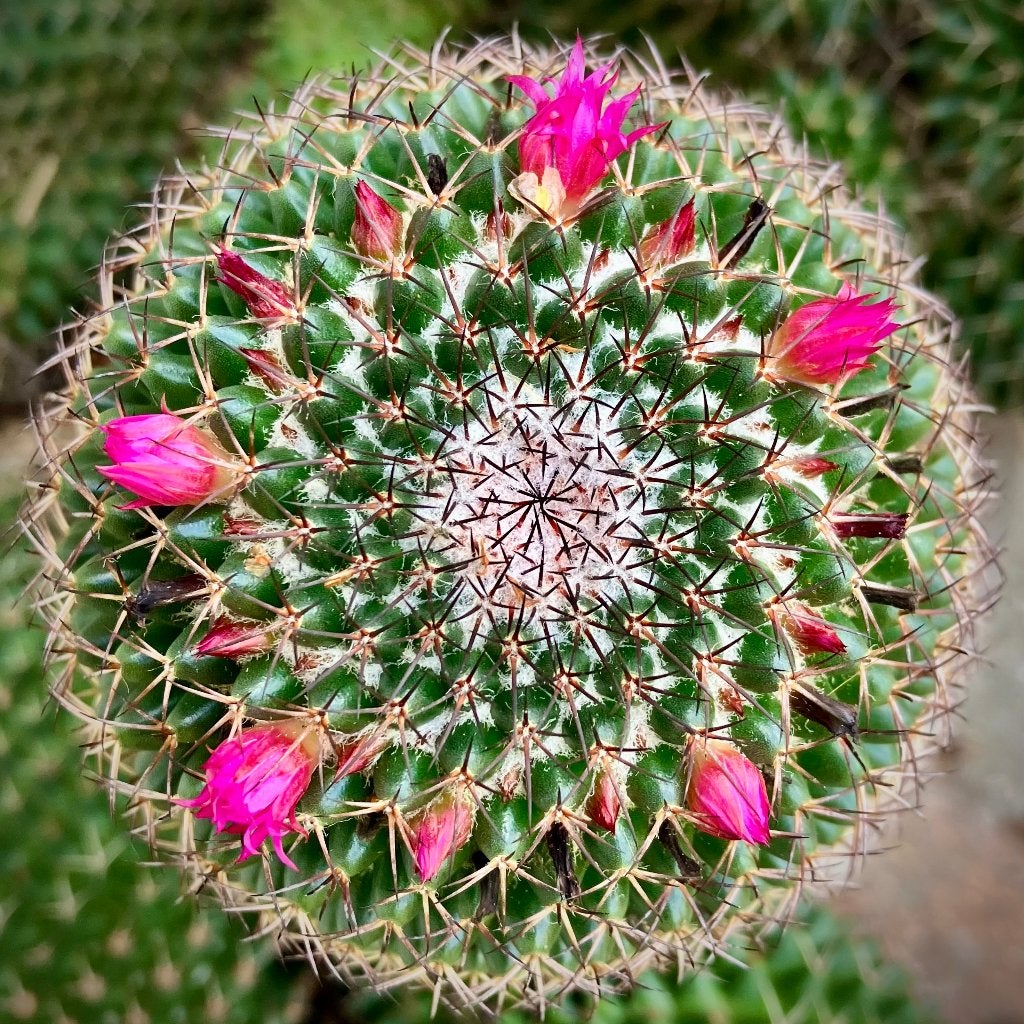 Volgroeide kluster Mammillaria polythele (tepelcactus), Ophalen, Cactus