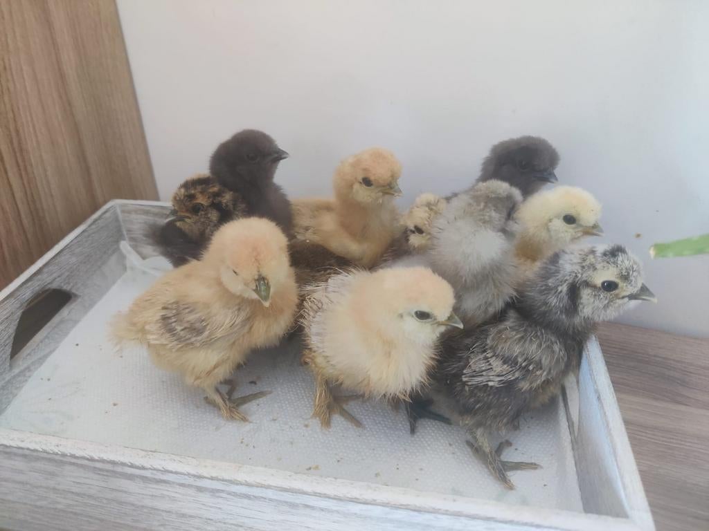 Broedeieren zijdehoen usa, Dieren en Toebehoren, Pluimvee