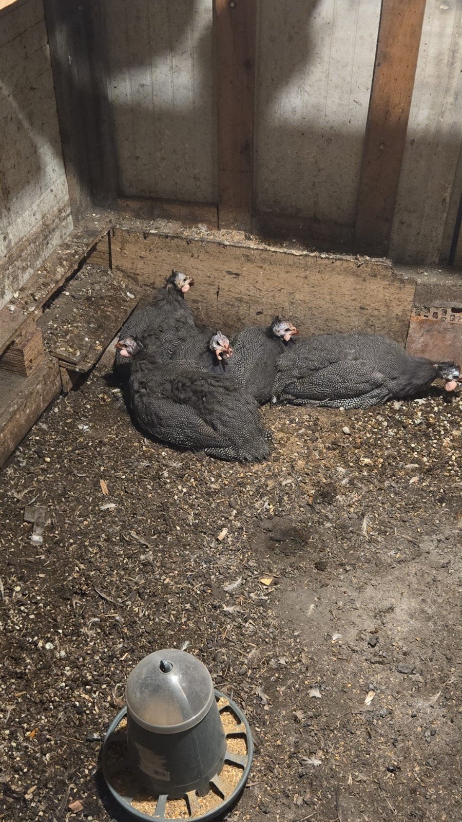 Palelhoen 4hennen 1han 20 euro stuk, Dieren en Toebehoren