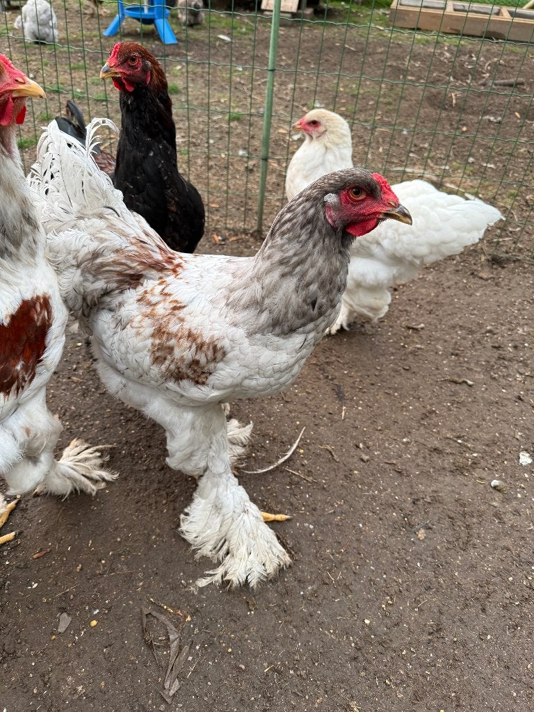 Brahma hanen, Animaux & Accessoires, Volatiles, Mâle, Poule ou poulet