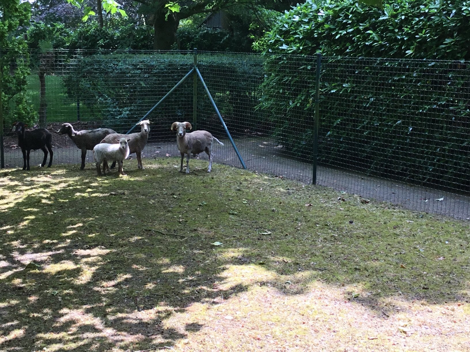 Ouessant ooi en ram, Meerdere dieren, Schaap, 0 tot 2 jaar