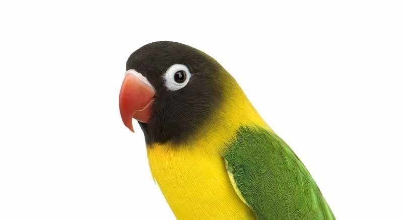 Zwartkop Dwergpapegaai, Animaux & Accessoires, Oiseaux | Perruches & Perroquets, Perroquet nain ou Inséparable