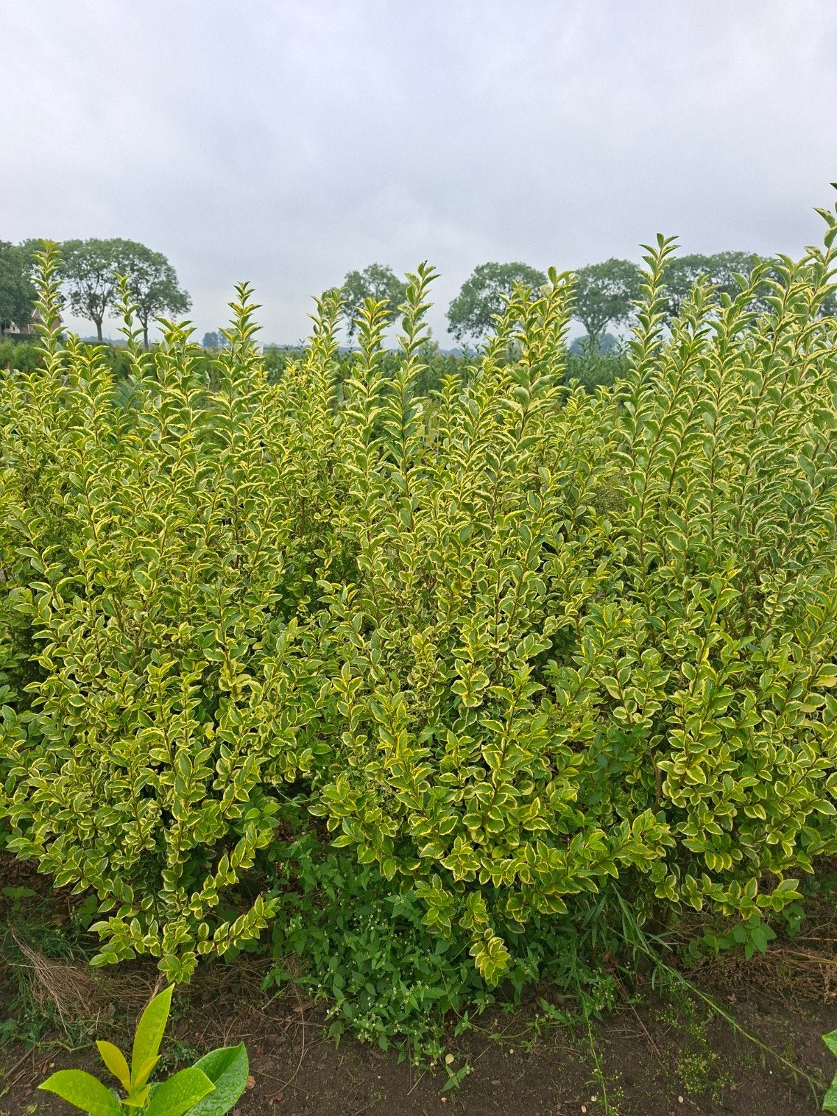bonte liguster, ligustrum aureum. tot 175 cm, Ophalen of Verzenden, Liguster