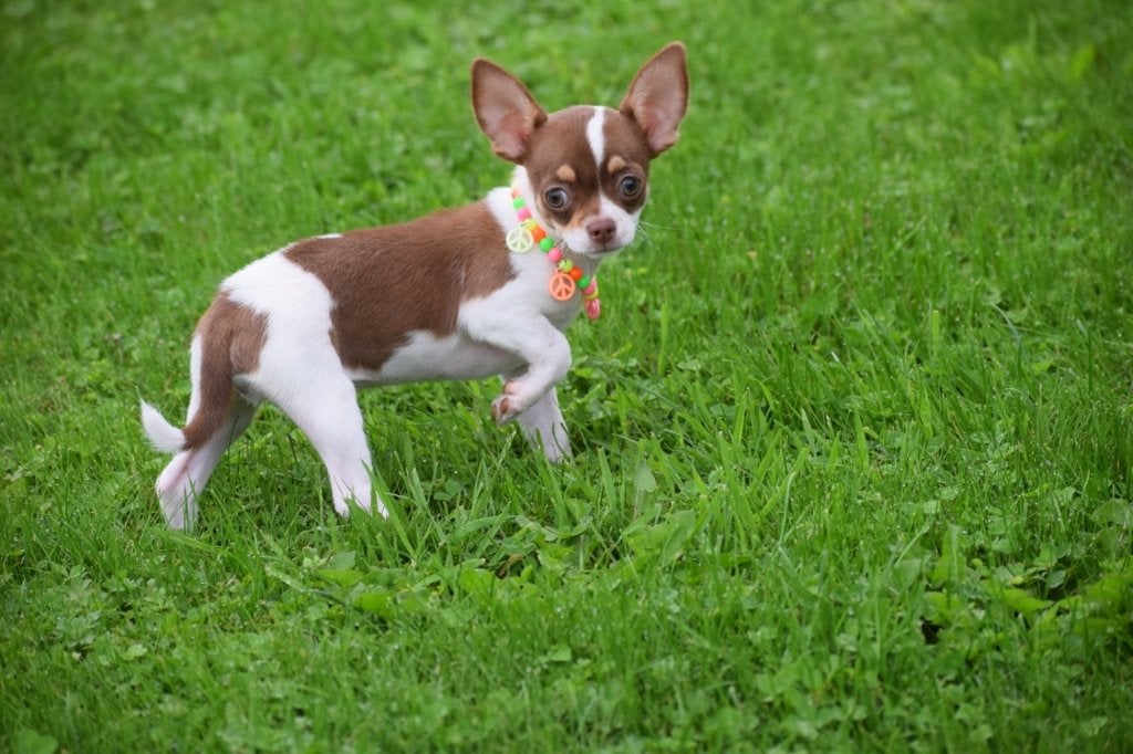 Chihuahua pups nieuwe nestjes, Dieren en Toebehoren, Honden | Chihuahua's en Gezelschapshonden, 15 weken tot 1 jaar, Buitenland