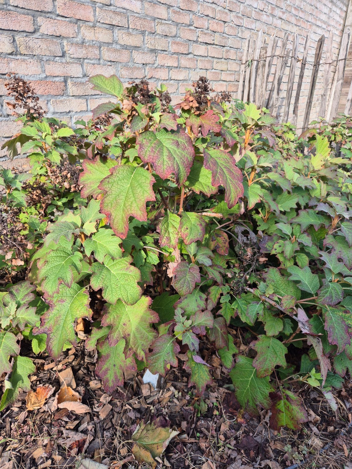 hydrangea quercifolia snowqueen, Ophalen, Vaste plant, Halfschaduw