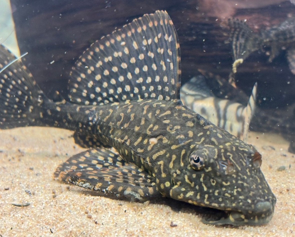 L001 tropische harnasmeerval pterygoplichthys, Vis, Zoetwatervis