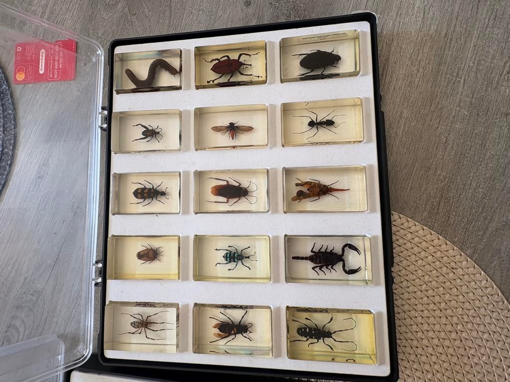 Collection insecte authentique, Enlèvement ou Envoi, Comme neuf