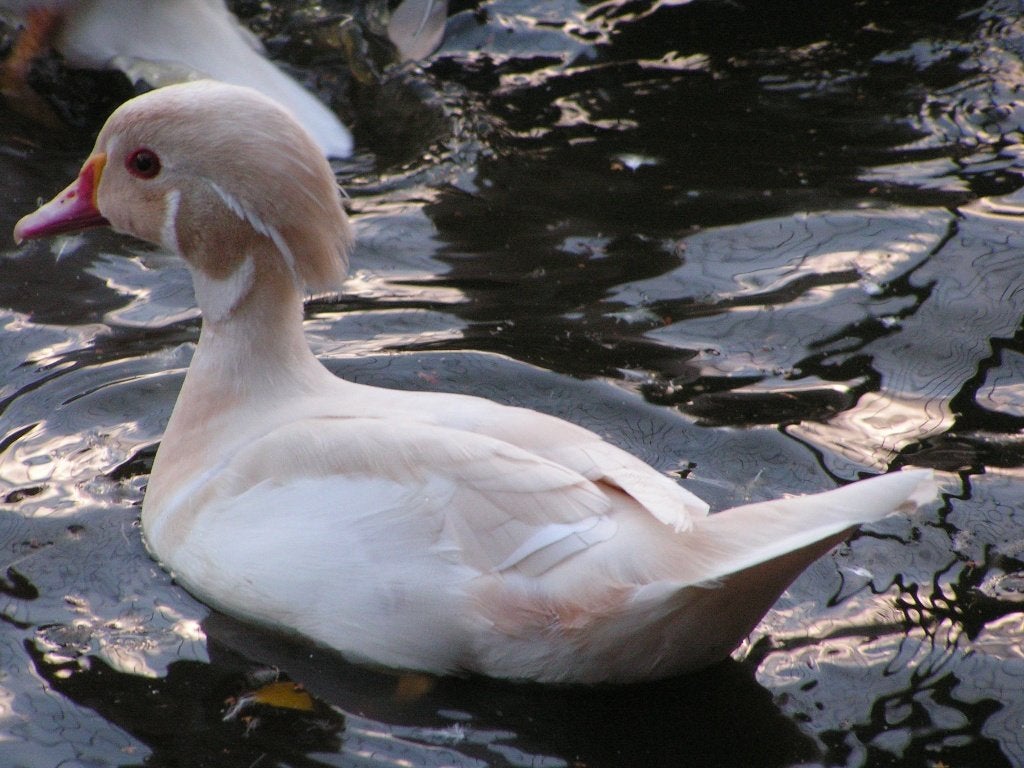 White Carolina Drake - jeune, Canard