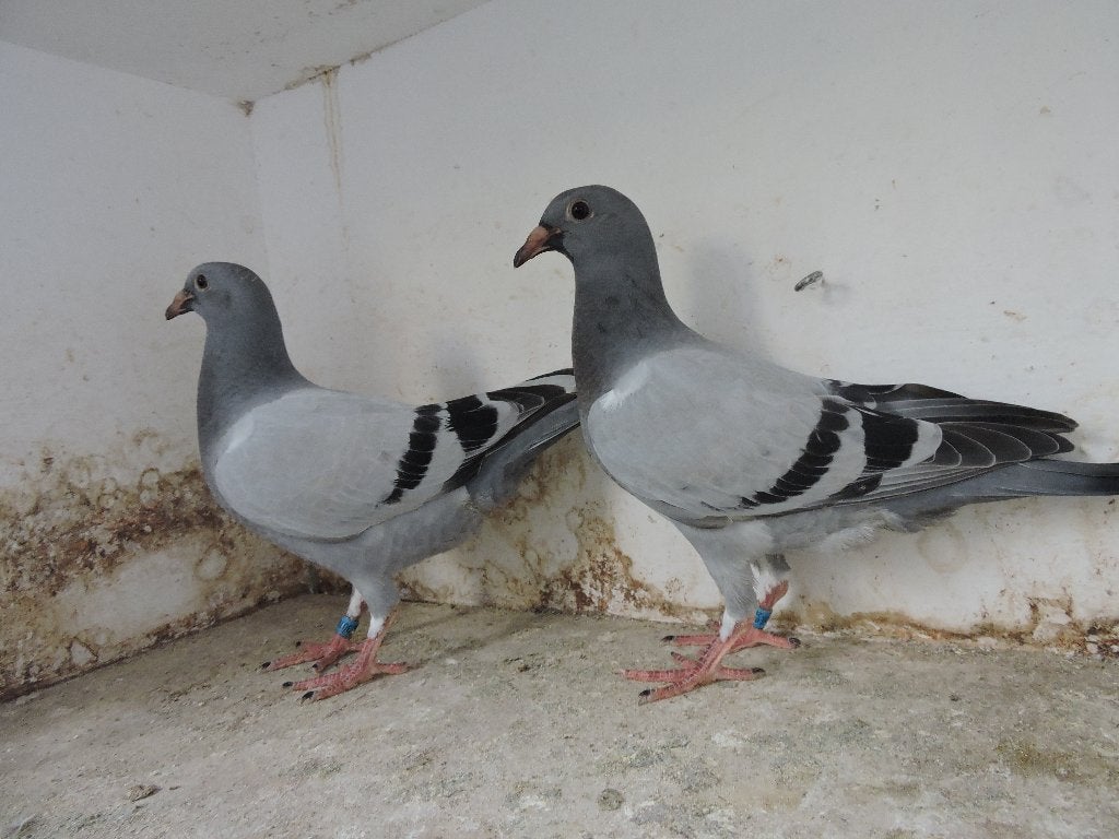 6 laatste dag fond jongen met stamboom., Dieren en Toebehoren, Vogels | Duiven, Meerdere dieren, Postduif