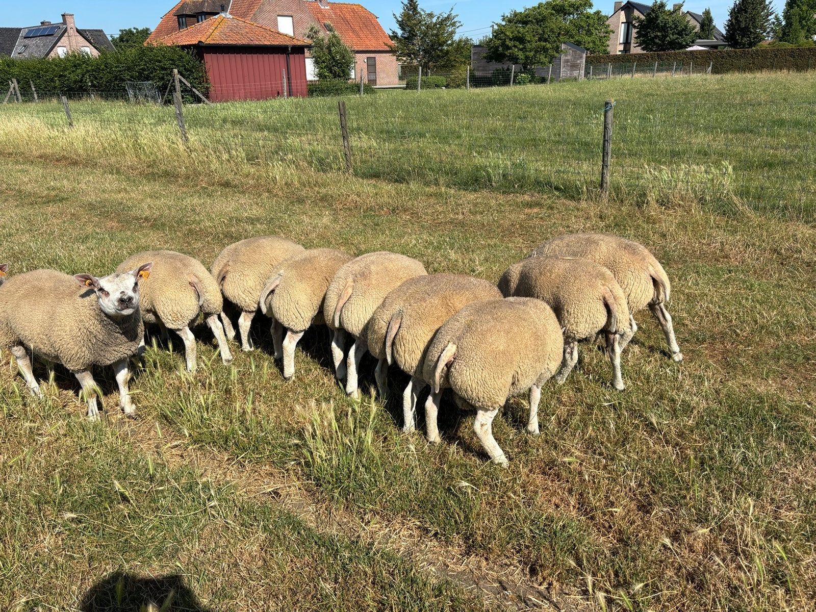 Witte texelaar ramlammeren te koop, Dieren en Toebehoren, Mannelijk, Schaap, 0 tot 2 jaar