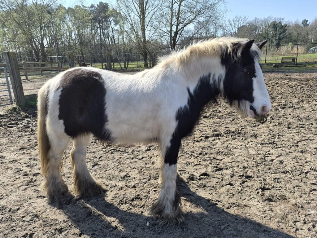 Tinker merrie, Vermifugé, Débourré, Poney de récréation, Poney D (1.37 m à 1.48m)