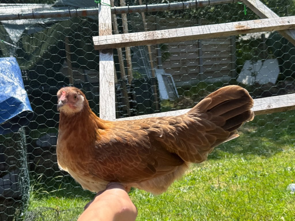 Kip, Dieren en Toebehoren, Pluimvee, Kip