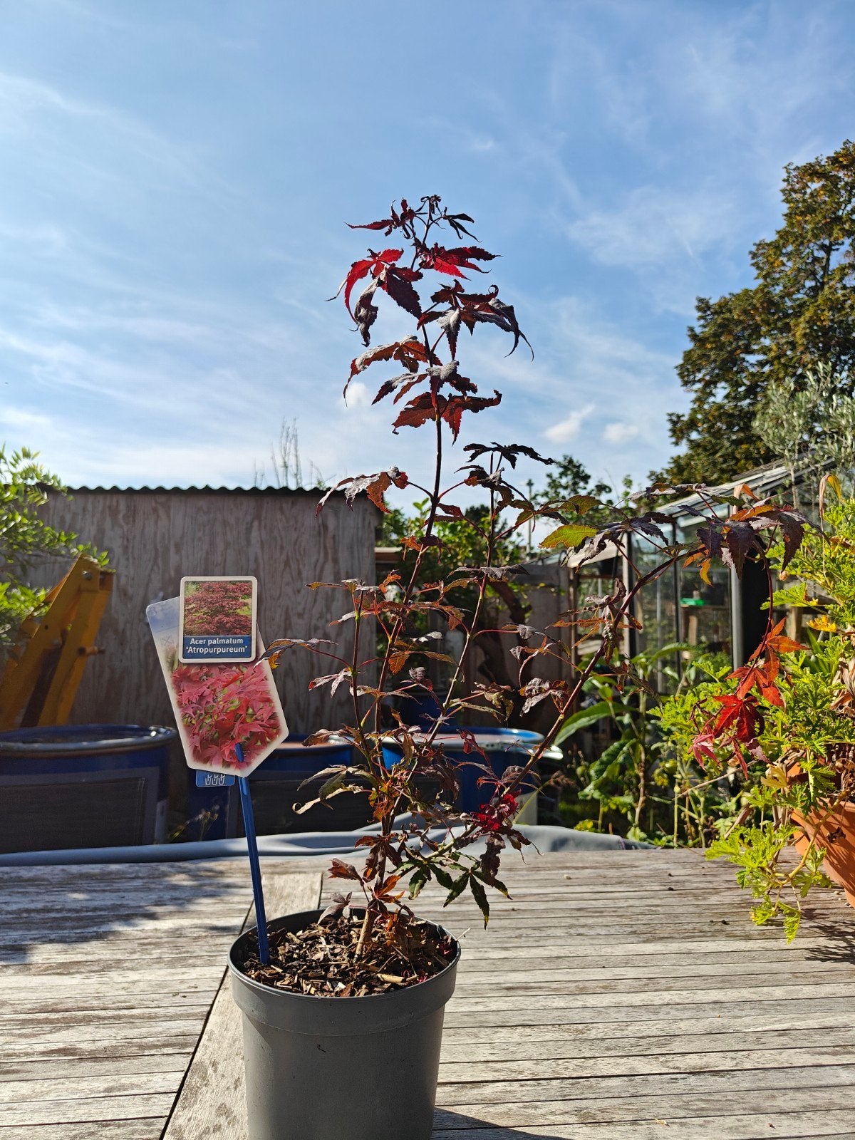 Japanse esdoorn (Acer palmatum 'Atropurpureum'), Tuin en Terras, Ophalen of Verzenden, In pot
