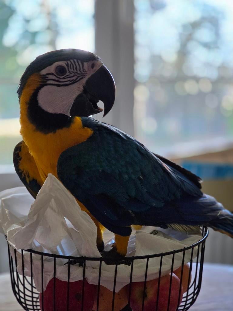 Ara ararauna eam mâle, Animaux & Accessoires, Oiseaux | Perruches & Perroquets, Mâle