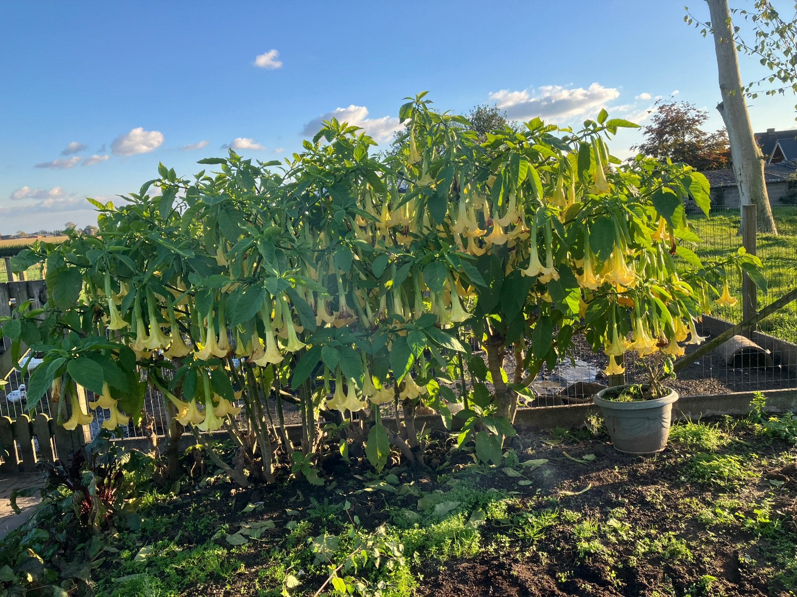 Brugmansia / engelentrompet, Jardin & Terrasse, Plantes | Jardin, Enlèvement