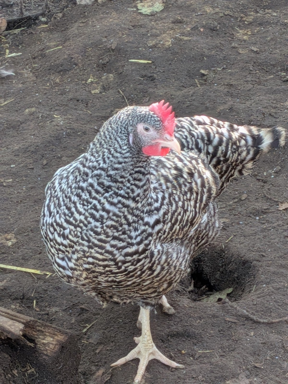 Amrock hennen, Dieren en Toebehoren