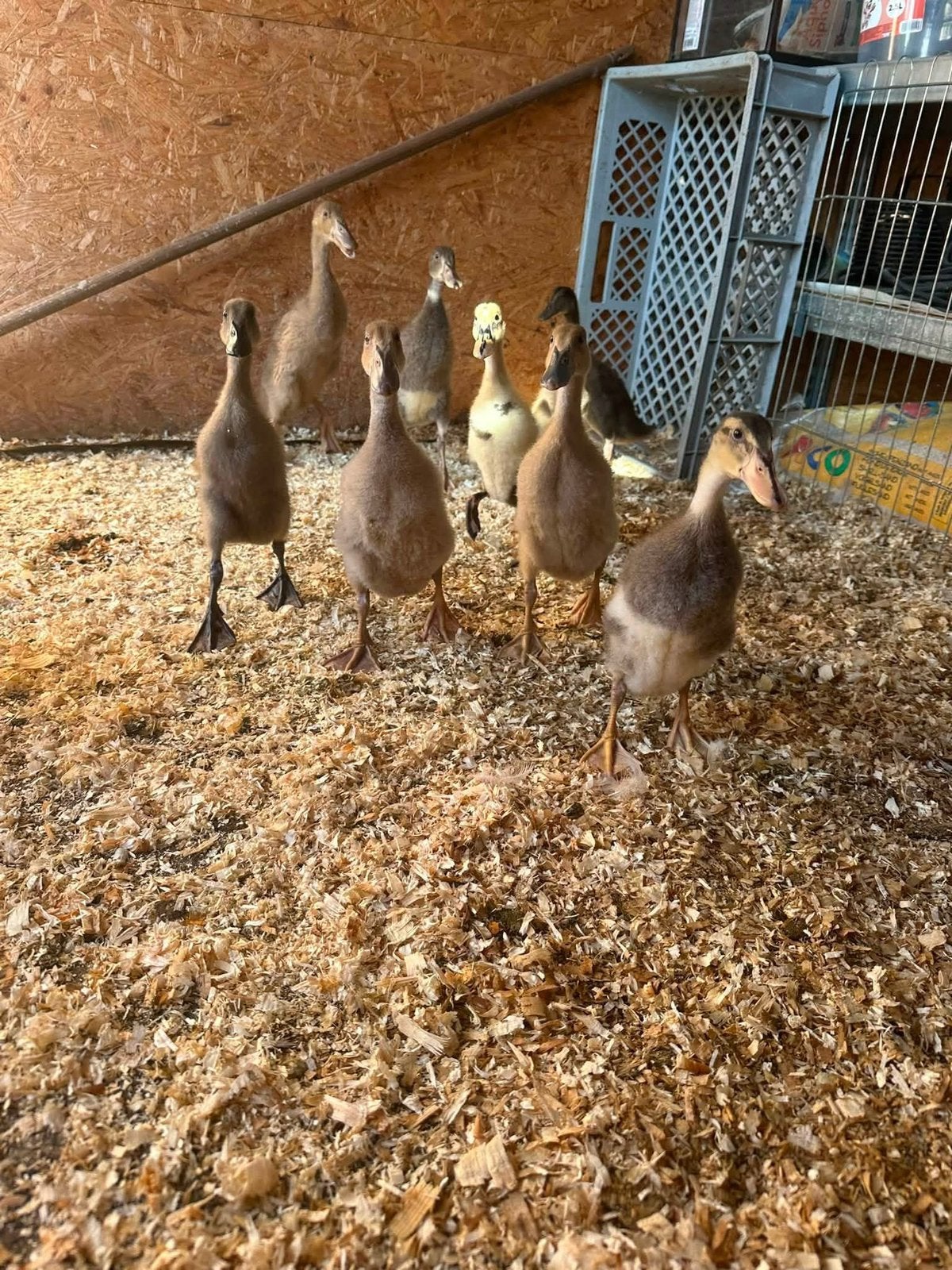 Poussins de canards indiens, Animaux & Accessoires