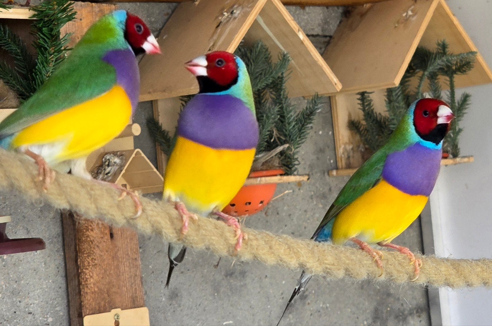 Gouldamadine, Animaux & Accessoires
