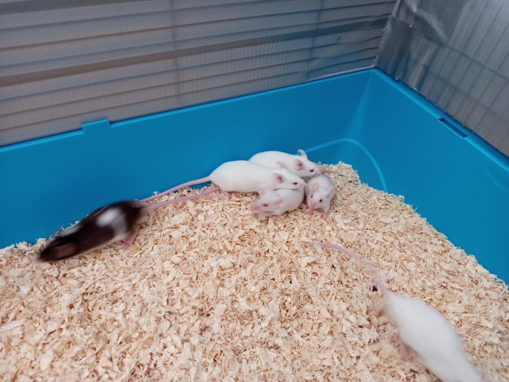 Mannelijke kleurmuizen, Dieren en Toebehoren, Januari, Mannelijk, Muis