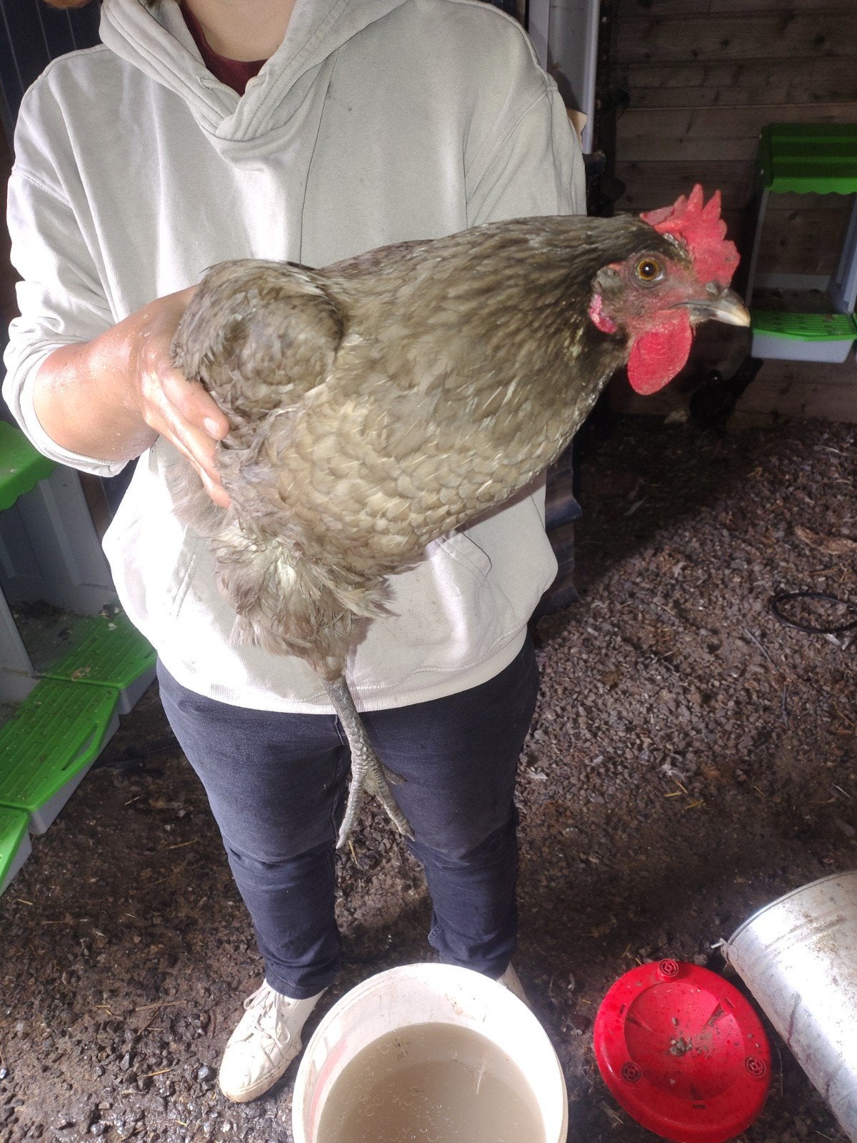 legkippen, Dieren en Toebehoren, Vrouwelijk, Kip