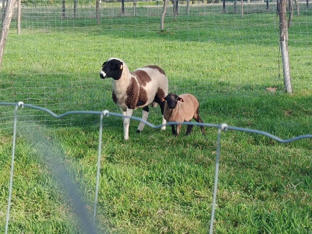 Ram lam, Dieren en Toebehoren, Mannelijk, 0 tot 2 jaar