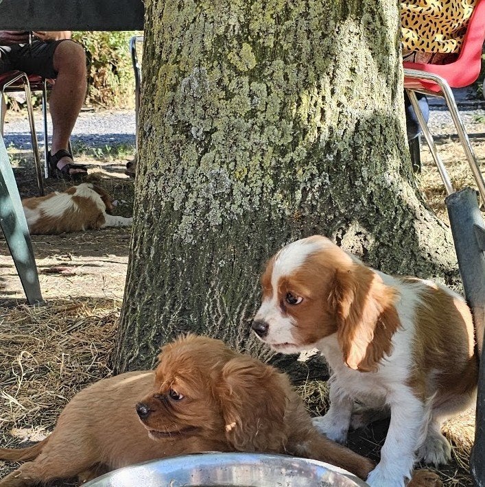 cavalier king charles spaniel pups 23-5-2026, Maladie de Carré (chiens), Autres races, Plusieurs, Belgique