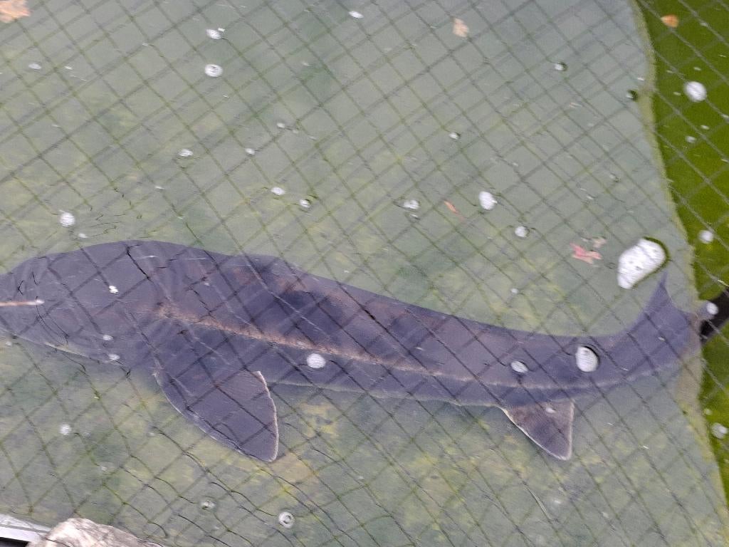 Diamand steuren  gereserveerd, Dieren en Toebehoren, Vissen | Vijvervissen, Steur