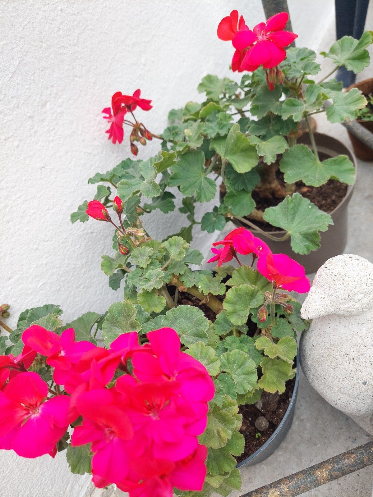 2 pots de Géraniums rouge/fushia, Enlèvement, Rouge, Intérieur