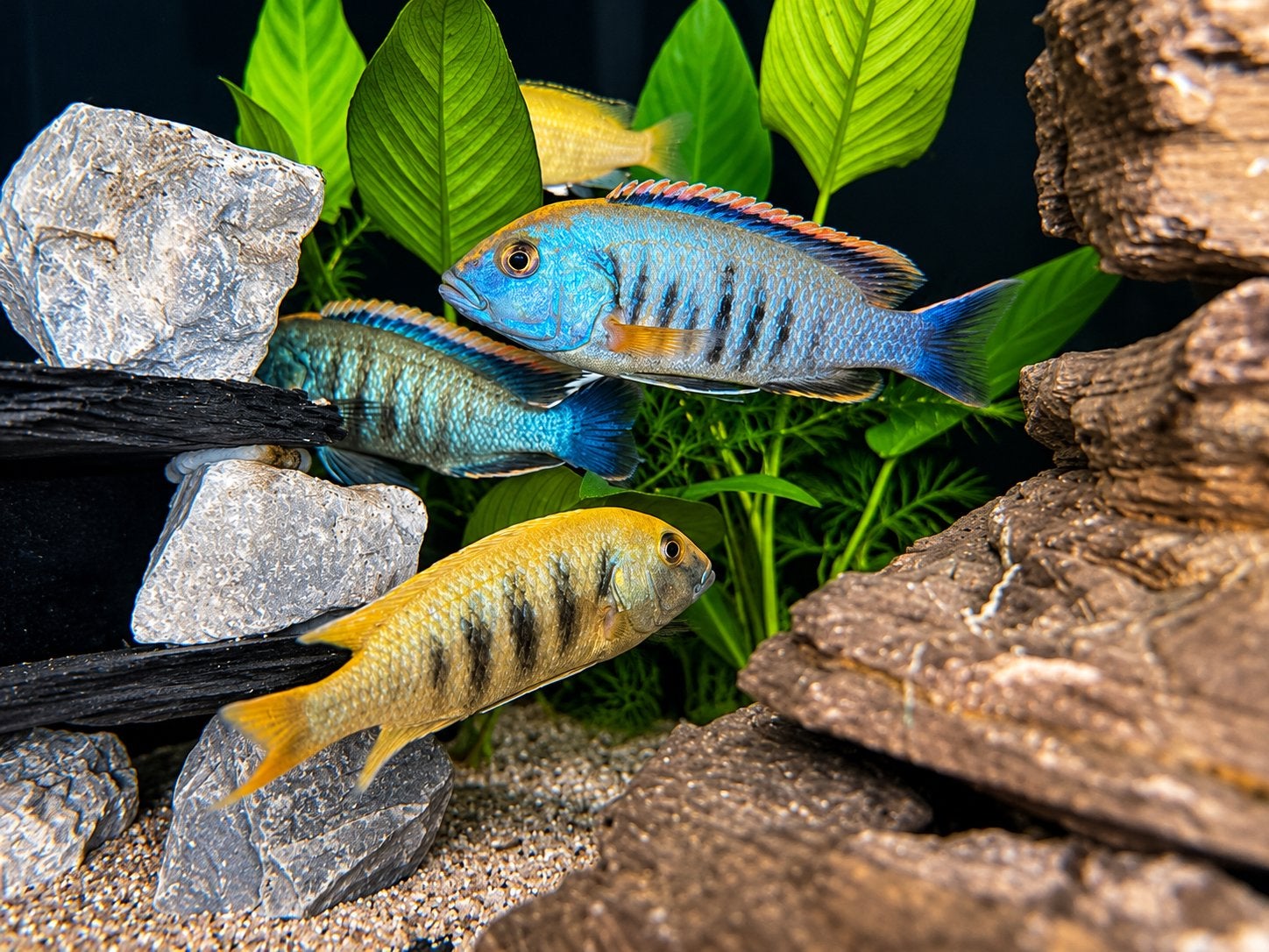 Labidochromis Helia F1