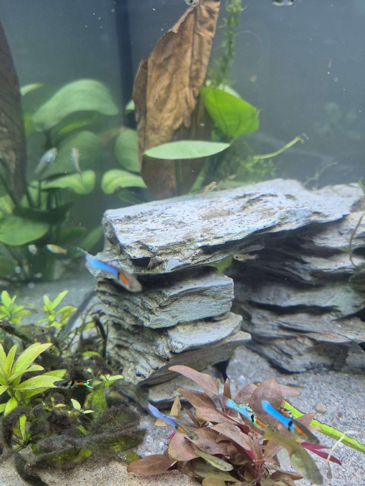 Endler guppy en black molly's