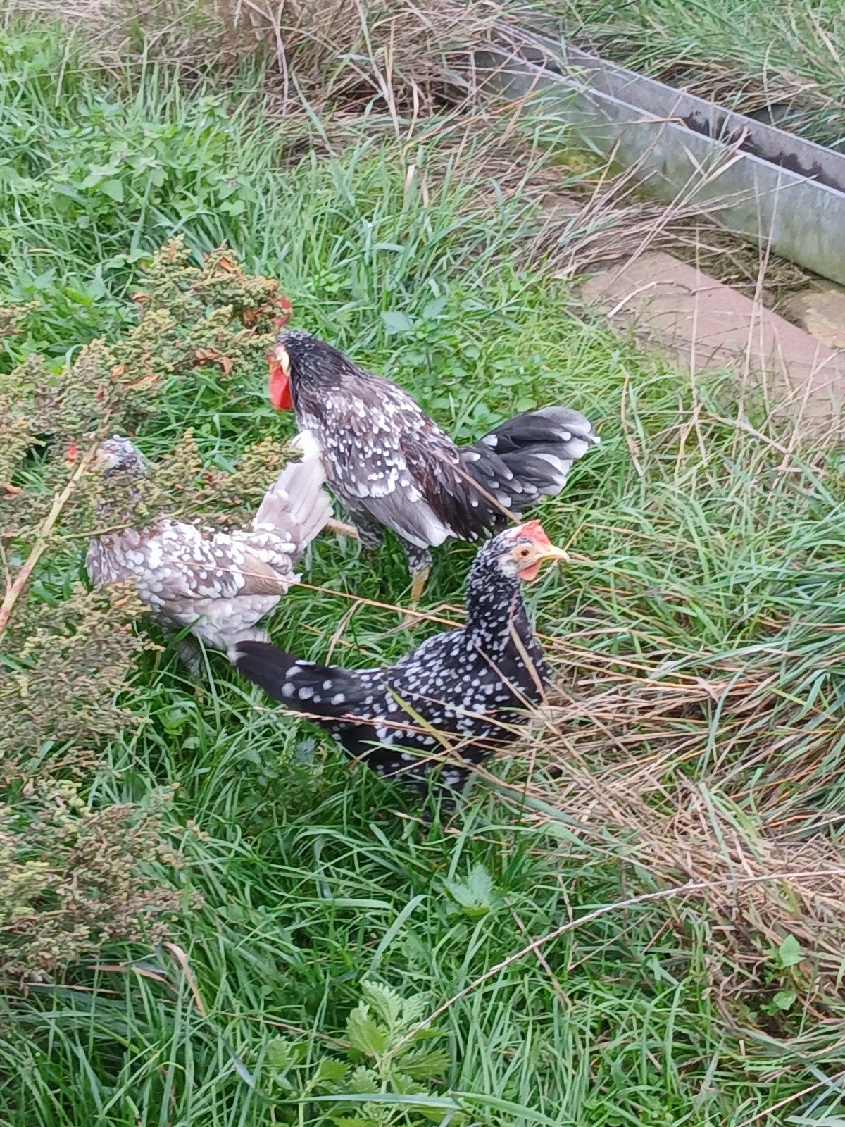 Trio acona kriel, Dieren en Toebehoren, Meerdere dieren, Kip