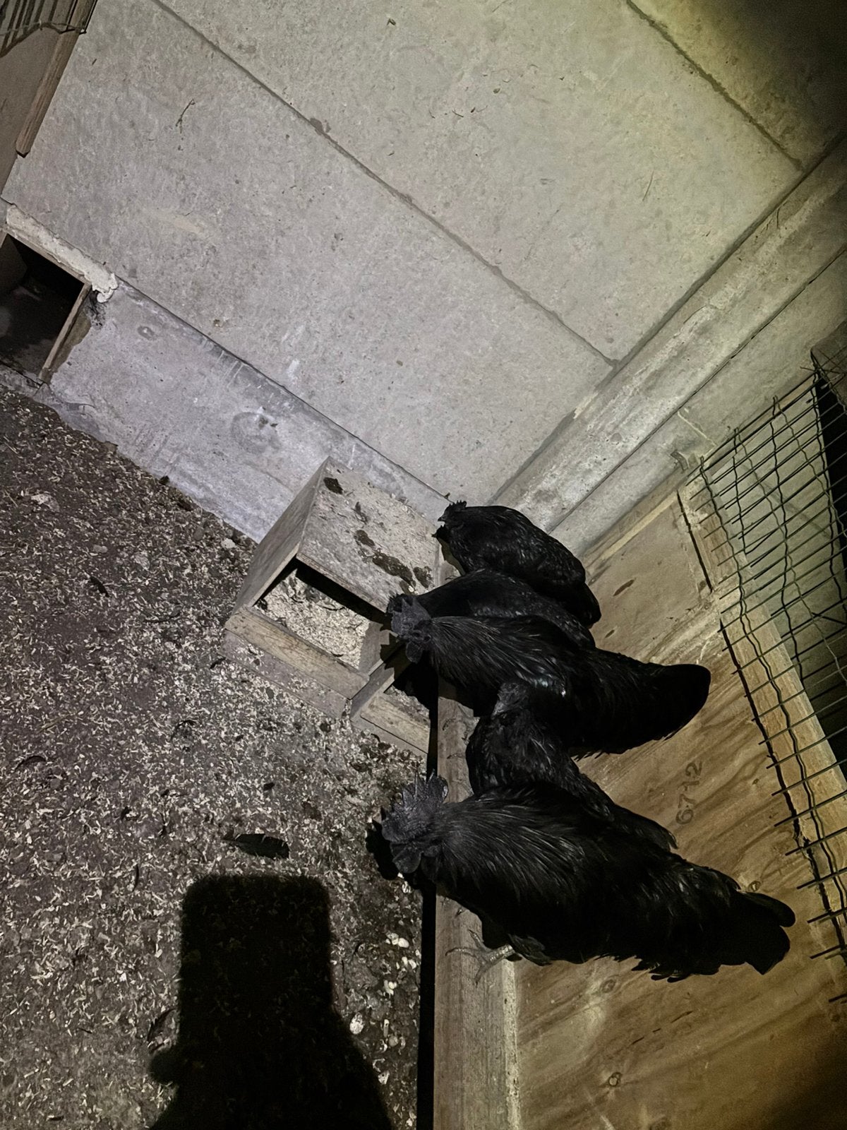 Ayam cemani foktoom, kweek klaar, Animaux & Accessoires, Plusieurs animaux, Poule ou poulet