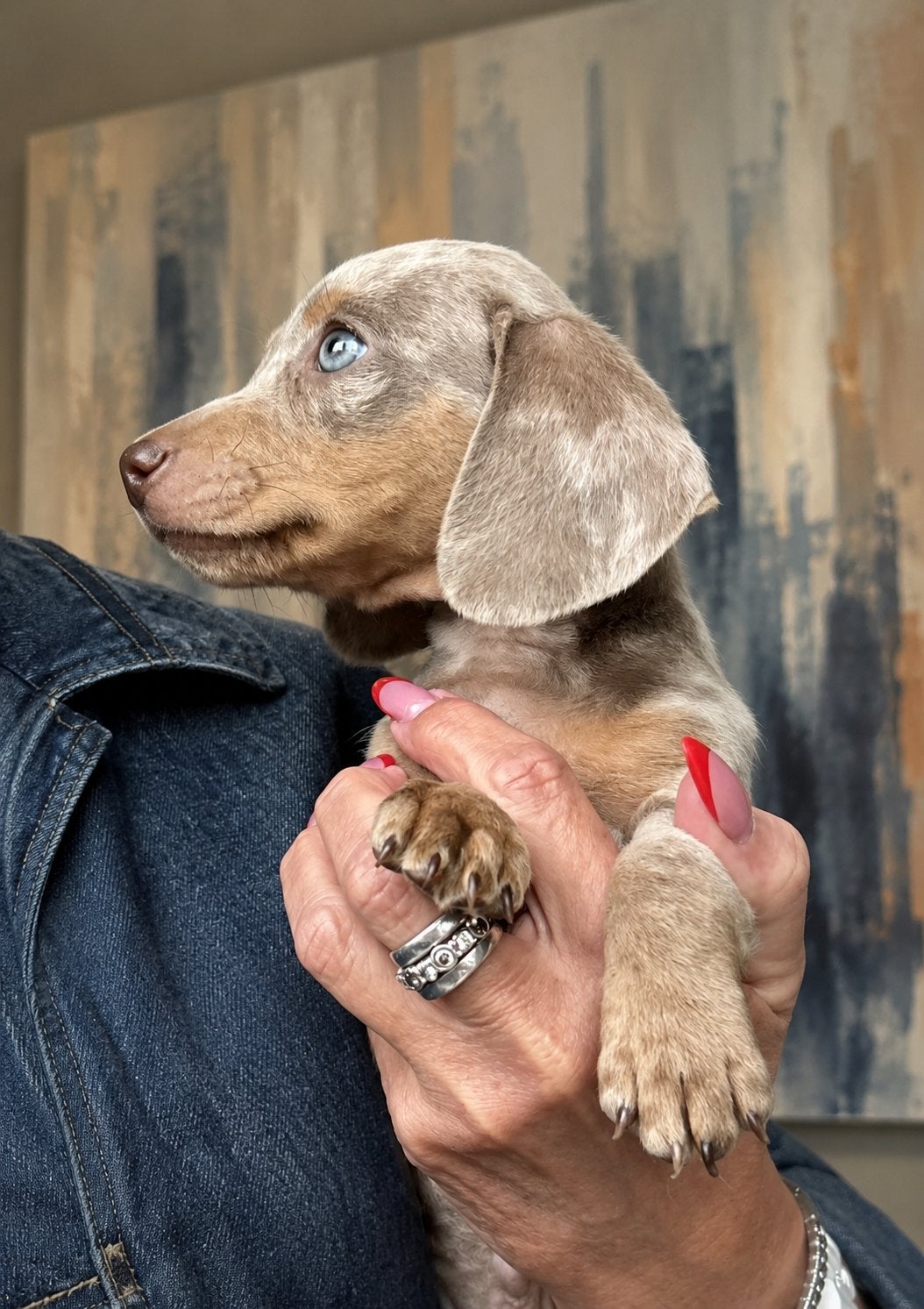 Uitzonderlijk prachtig nestje isabella/gevlekte teckeltjes, Dieren en Toebehoren, Parvo, België, 8 tot 15 weken, Korthaar