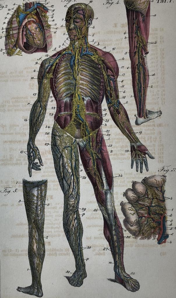 anatomische chromolithografie - lymfestelsel - Lymph Taf. I., Ophalen of Verzenden