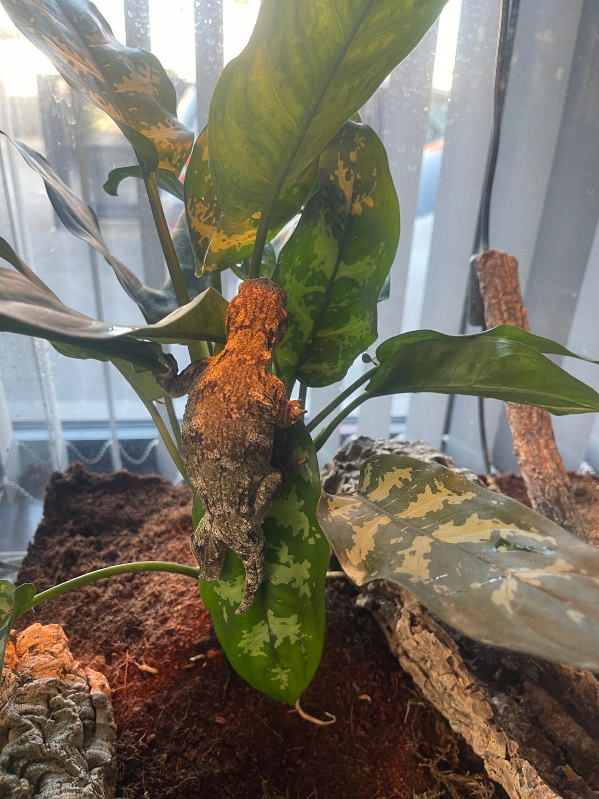 Leachianus Bayonnaise, Animaux & Accessoires, Reptiles & Amphibiens, Autres espèces, Avec terrarium, 0 à 2 ans