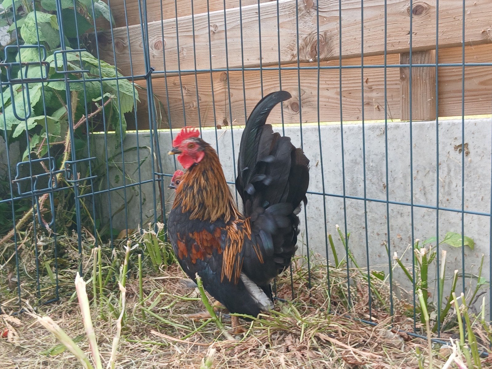 serama haantje van begin maart 26, Dieren en Toebehoren, Pluimvee, Mannelijk, Kip