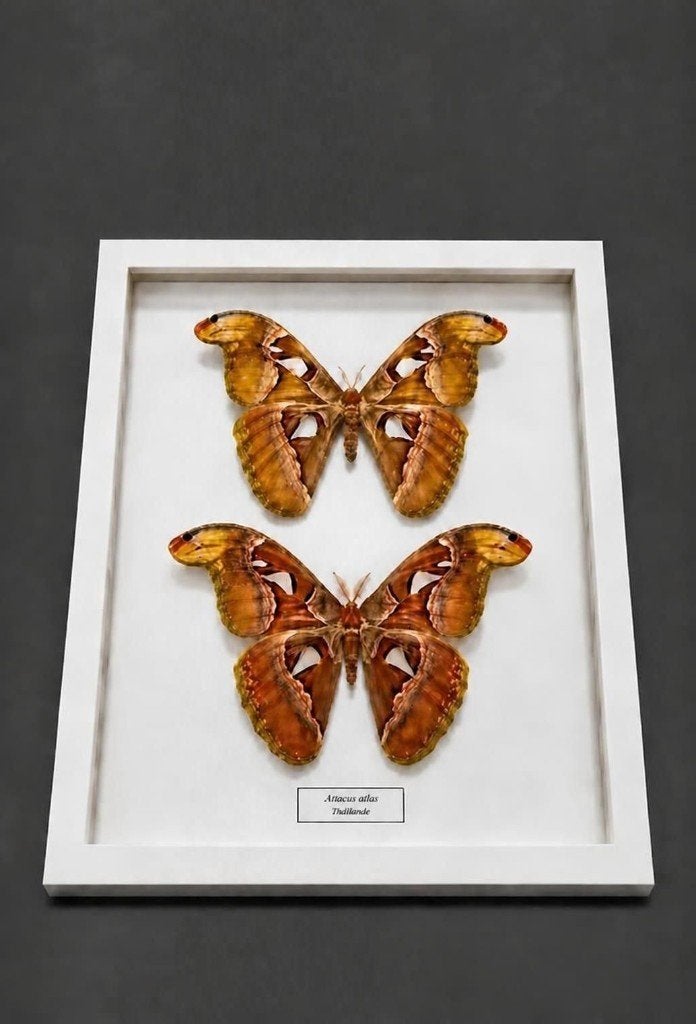Couple de papillons Atlas (Attacus atlas) de Thaïlande., Enlèvement, Neuf, Autres, Autres types