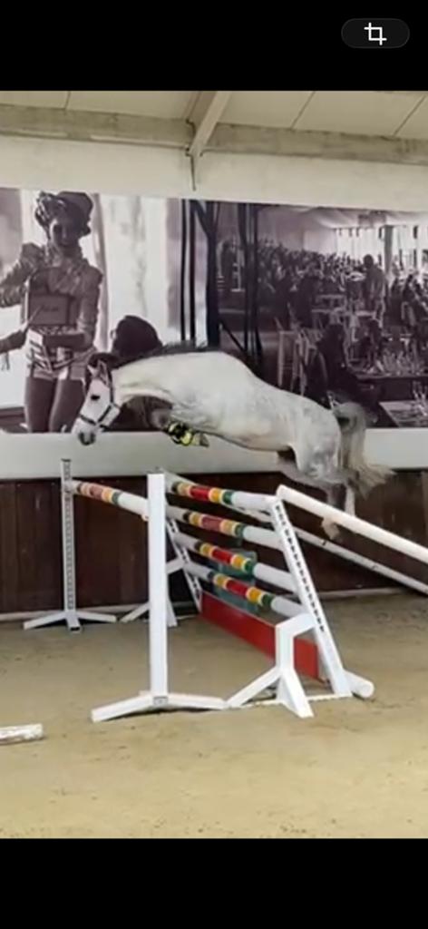 D pony, Dieren en Toebehoren, Pony's, Ruin, Niet van toepassing, D pony (1.37m tot 1.48m), Springpony, 7 tot 10 jaar, Gechipt