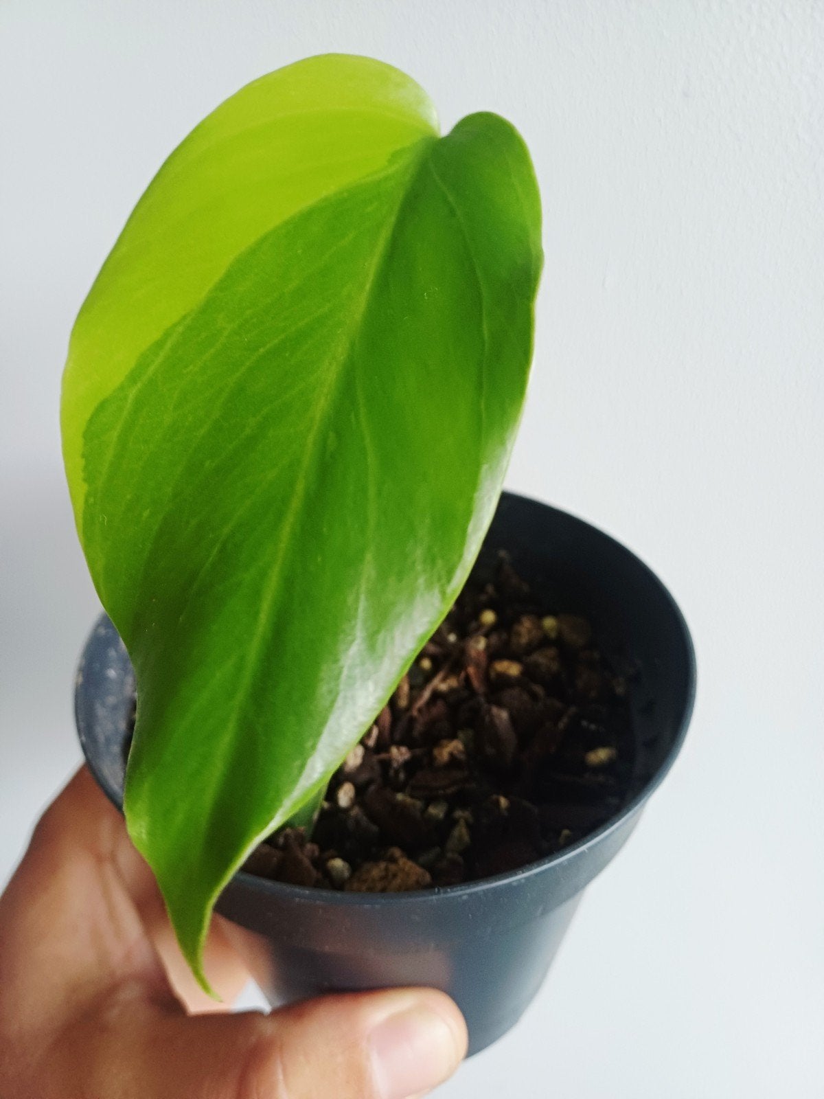 Monstera Deliciosa Aurea, Autres espèces, En pot, Enlèvement ou Envoi, Moins de 100 cm