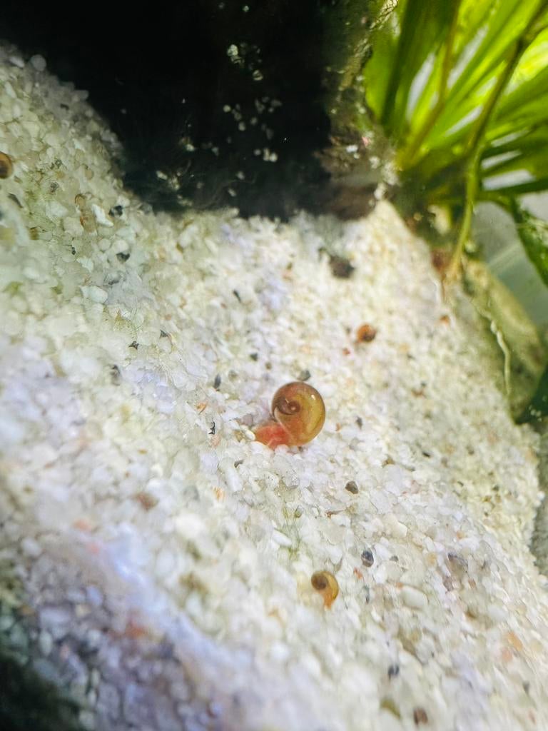 Escargot anubias, Animaux & Accessoires, Poissons | Aquariums & Accessoires, Enlèvement ou Envoi
