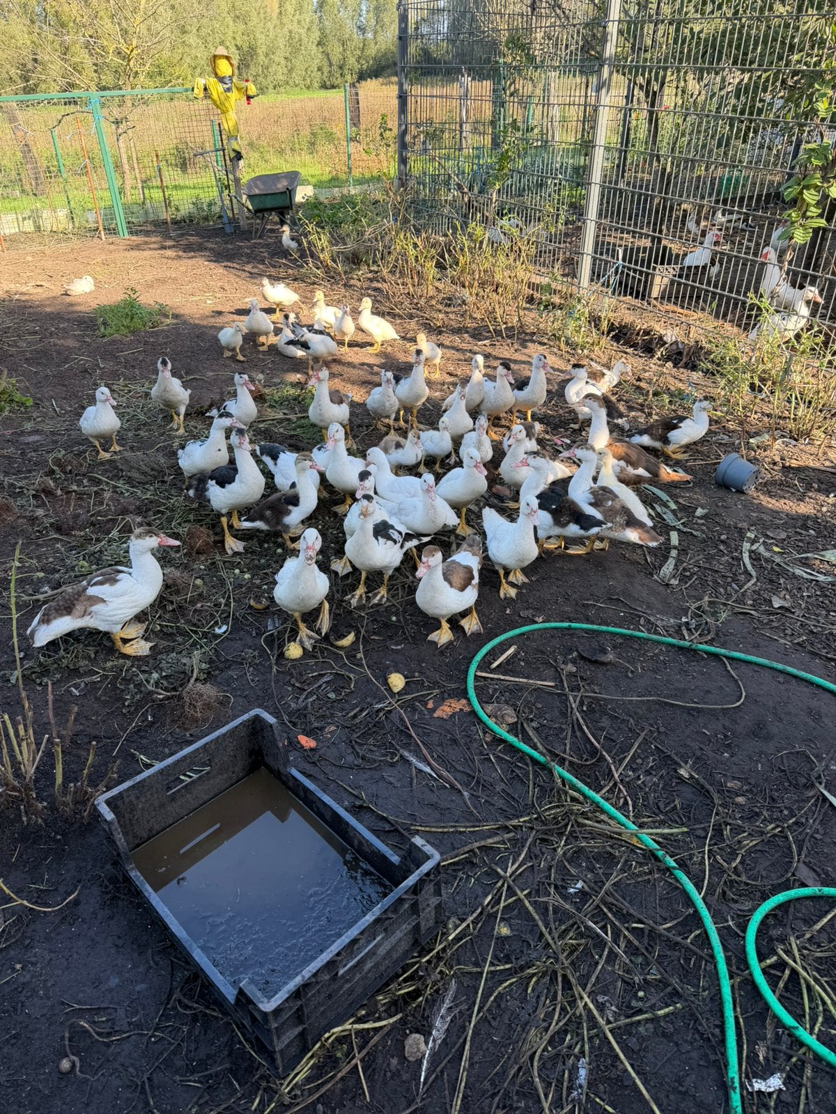 Barberie eenden, Canard