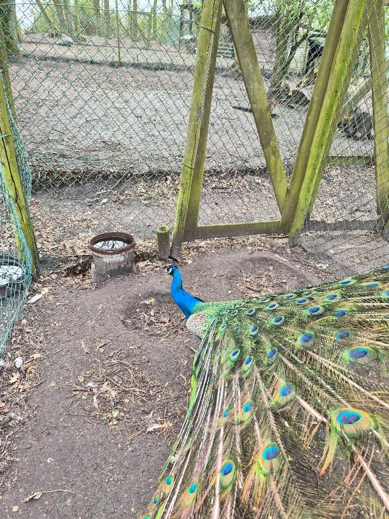 blauwe pauwen koppel, Dieren en Toebehoren, Meerdere dieren, Overige soorten