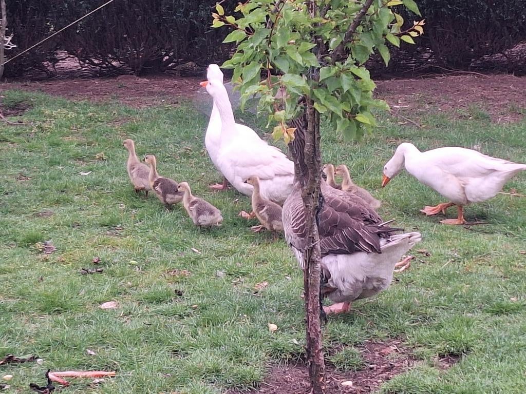 Kuikentjes mix Witte met Toulousa gans