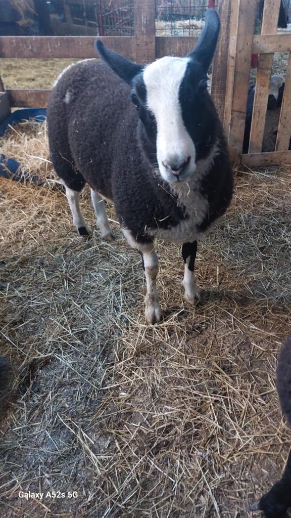 Lammers en bokken te koop, Dieren en Toebehoren, Schapen, Geiten en Varkens